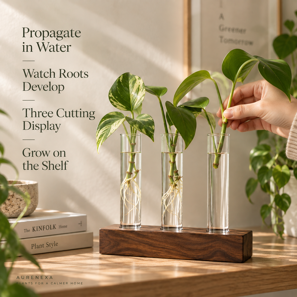 ClearRoot Propagation Station